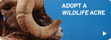 Adopt a Wildlife Acre today!