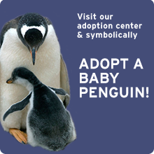 Adopt a baby penguin!