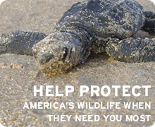 Help Protect America's wildlife when they need you most