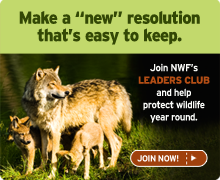 Join NWF's Leaders Club Today!