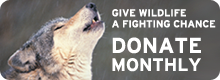 Give wildlife a fighting chance - Donate Monthly