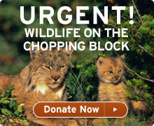 Urgent! Wildlife on the chopping block