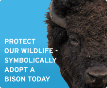 Adopt a bison