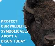 Adopt a bison today