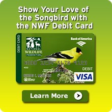 Learn more about NWF's partnership with Bank of America