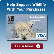 Learn more about NWF's partnership with Bank of America