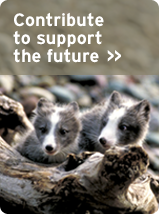 Donate today!