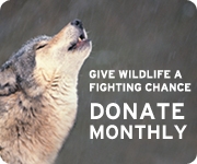 Give Wildlife a fighting chance - Donate Monthly