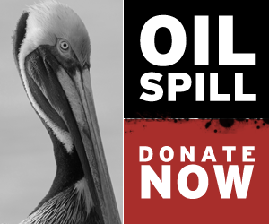 Oil spill - donate now
