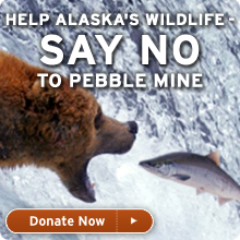 Help Alaska's wildlife - say no to pebble mine