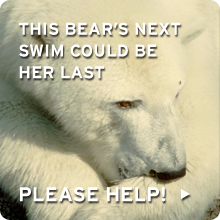 Donate today!