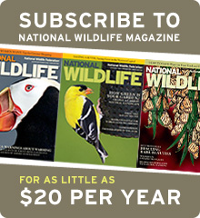 Join NWF and get a 1 year subscription of National Wildlife Magazine