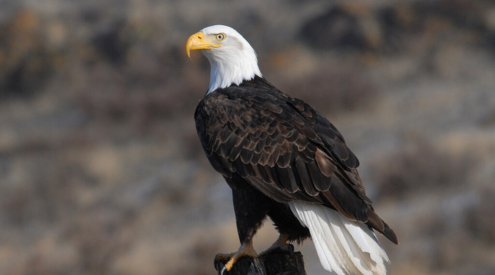 Conservation Depends Upon Strong Democracy, Robust Ballot Access