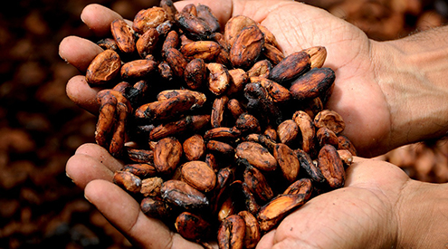 Cocoa beans