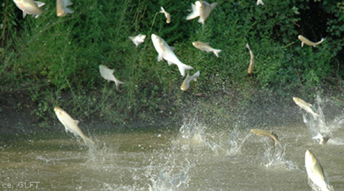 Combatting Invasive Species | National Wildlife Federation
