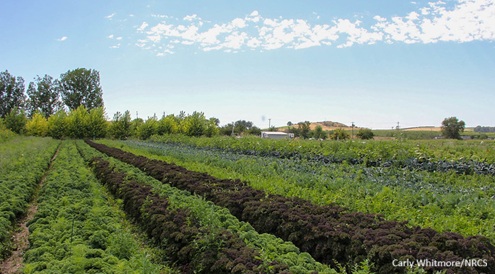 Rows of greens under blue sky. Carly Whitmore/NRCS