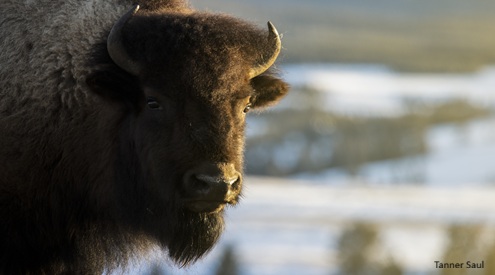 American bison buffalo, Tanner Saul