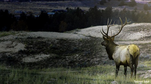 Bull elk, Tanner Saul