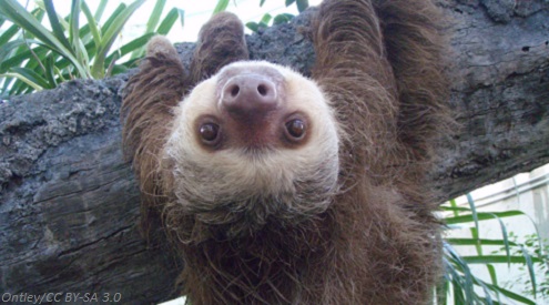Nwf Sloth 2019 Wood Furniture Scorecard Shows Companies Striving to Source ...
