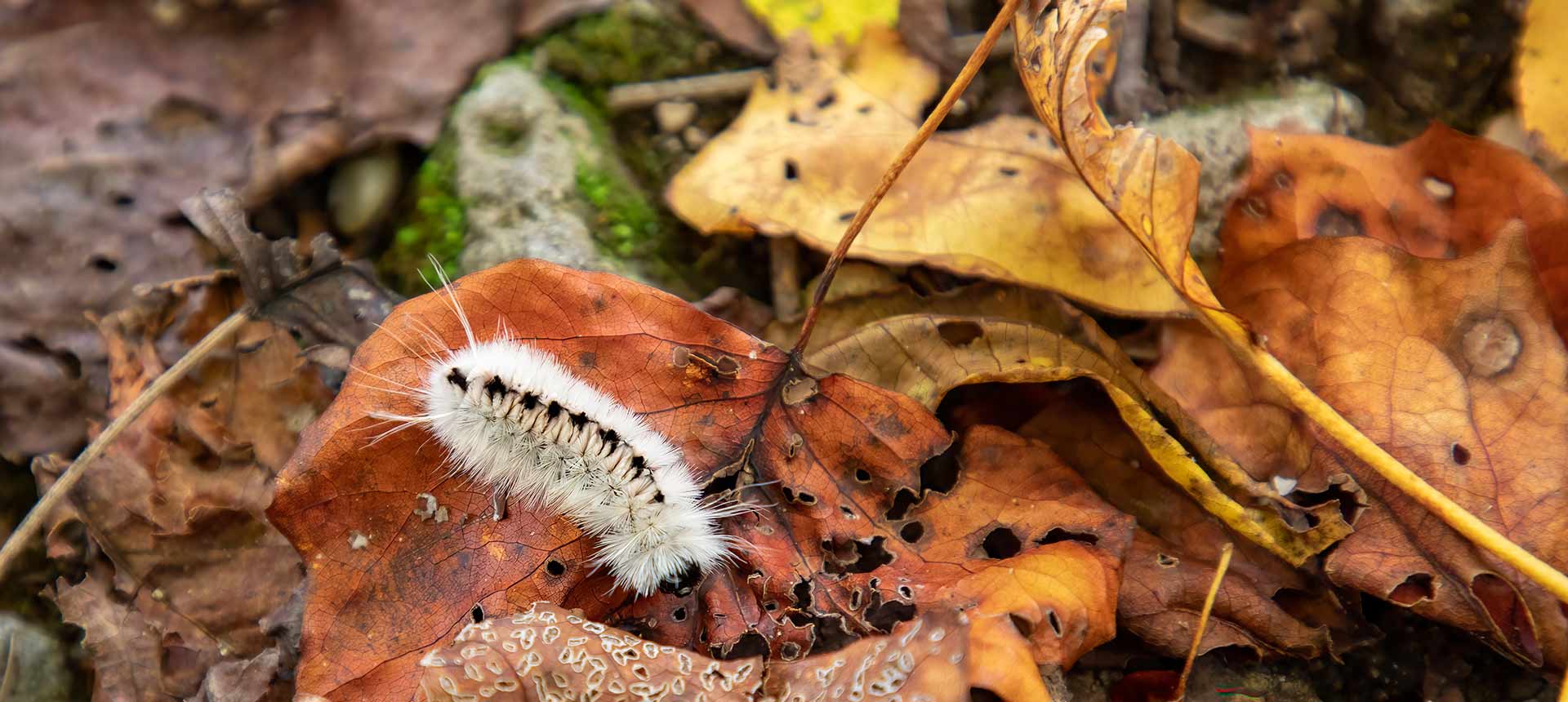 Caterpillar crawling over fallen leaves