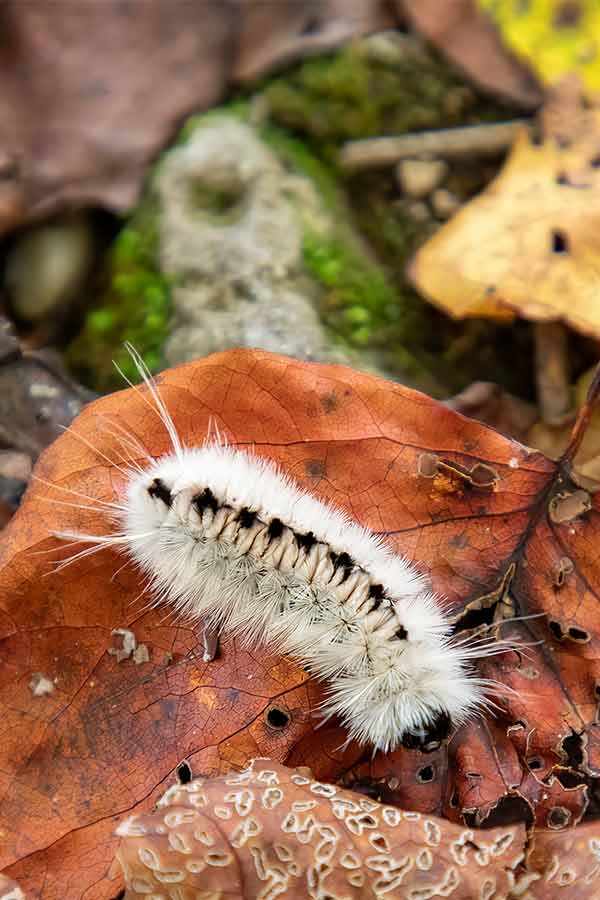 Caterpillar crawling over fallen leaves