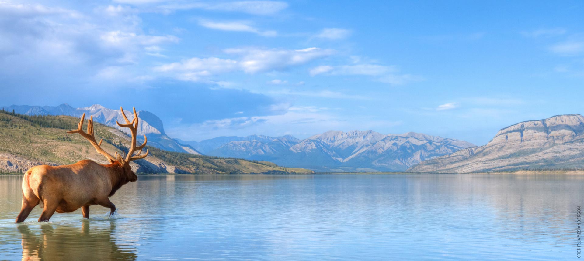 Elk wading through lake