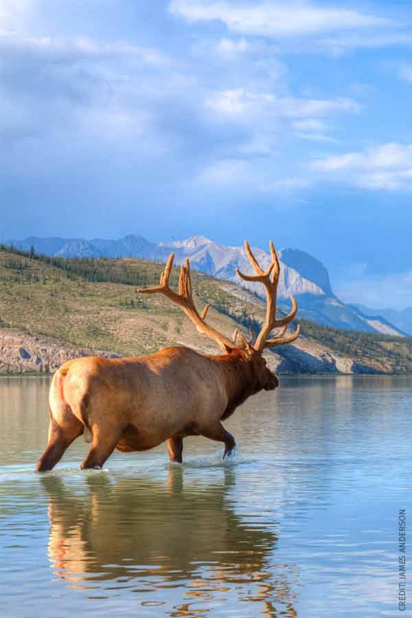 Elk wading through lake