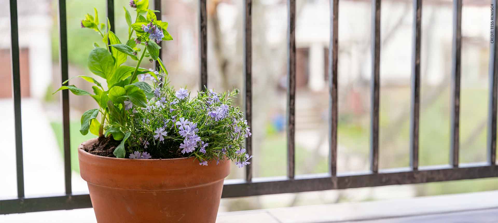 Creeping Phlox and Bluebells in pot on balcony