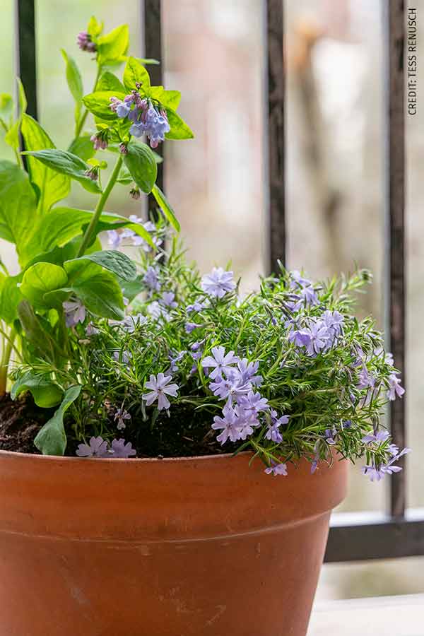 Creeping Phlox and Bluebells in pot on balcony