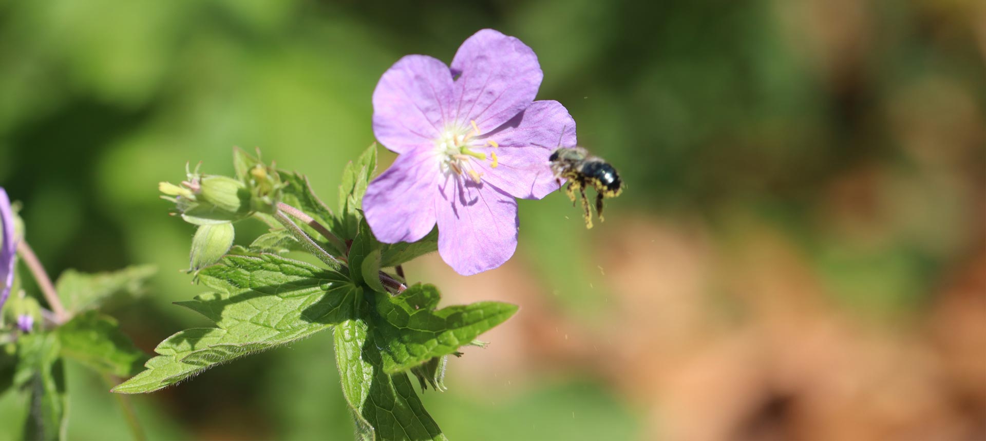 Bee flying near purple flower