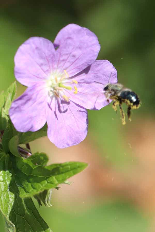 Bee flying near purple flower