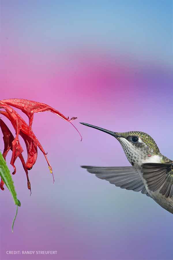Ruby-throated hummingbird