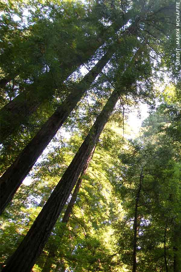 Forest of trees with sun shining through tree tops
