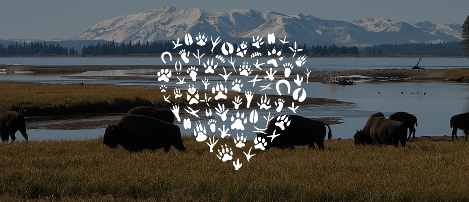Partners and Supporters | National Wildlife Federation - Vimarsana News