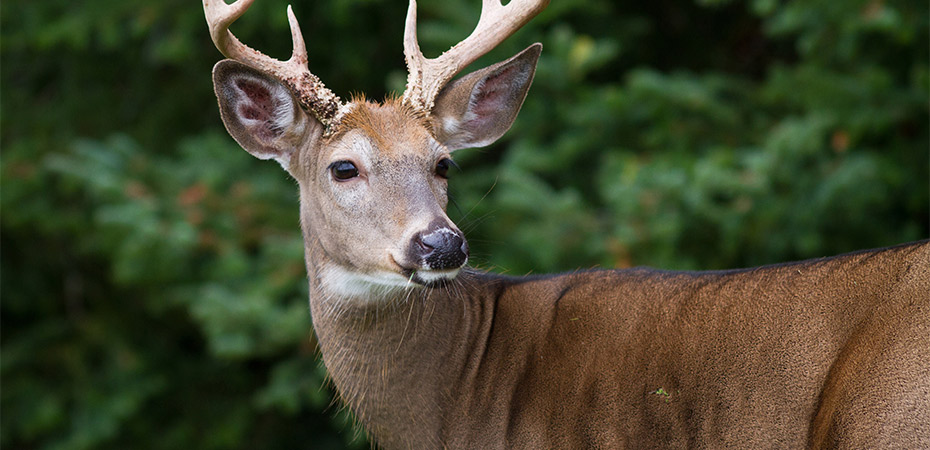 More Ways to Give | National Wildlife Federation - Vimarsana News