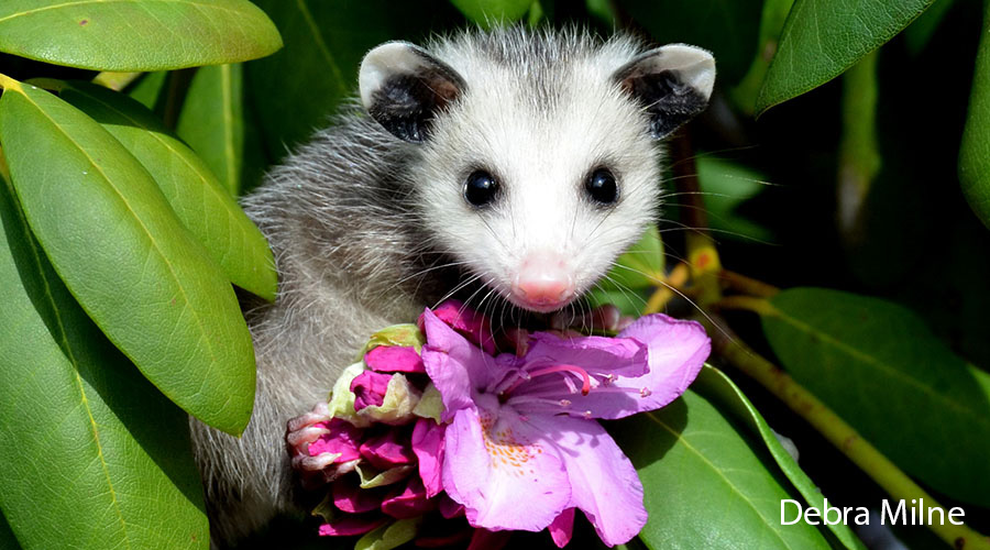 Opossum with Purple Flower