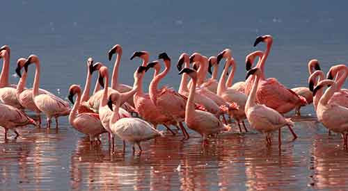 Flock of flamingos standing in water