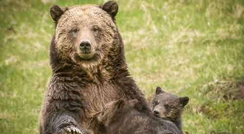 Brown bear with two cubs