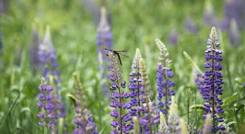 Dragonfly on purple flowering plant
