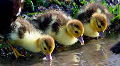 Three ducklings next to small stream