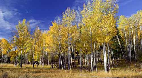 Aspen trees with yellow leaves