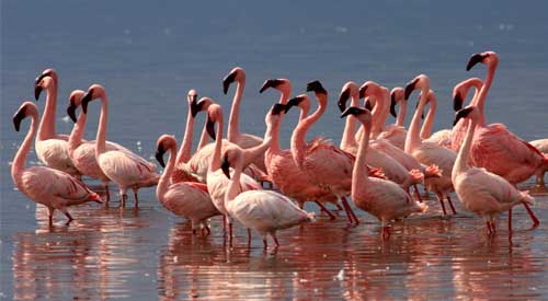 Flock of flamingos