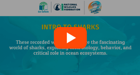 Intro to Sharks video screen capture with video play button