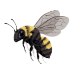 Bee illustration