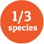 Canyon orange circle with the text 1/3 species