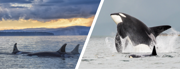 Orca whales