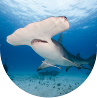 Hammerhead shark
