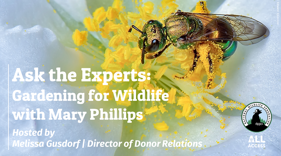 All Access: Ask the Experts: Gardening for Wildlife