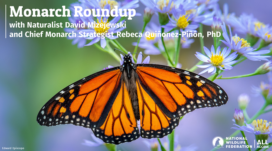 Monarch Roundup with Naturalist David Mizejewski and Chief Monarch Scientist Rebeca Quiñonez-Piñón, PhD
