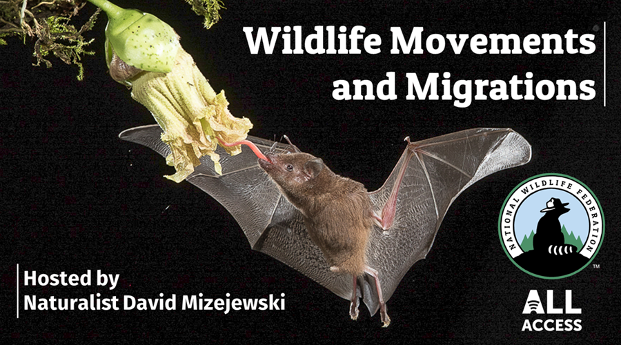 Title slide for Wildlife Movements and Migrations Webcast featuring bat